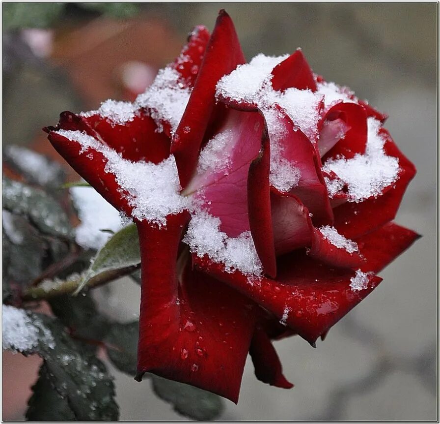 Красные цветы зимние розы. Розы на снегу. Букет роз на снегу. Шикарные розы и снег. Красивая Снежная роза.