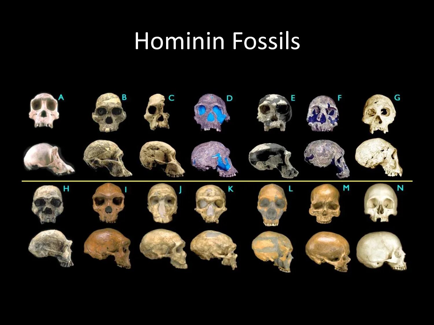 Череп хомо хабилис и австралопитека. Эволюция черепа человека.