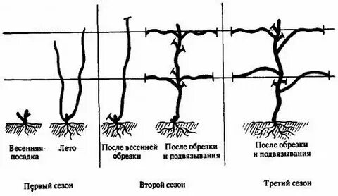 Первый год посадки