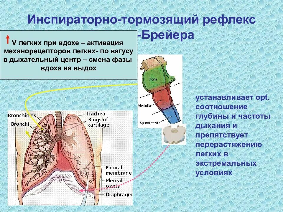 Регуляция органов дыхания. Рефлексы дыхательной системы. Система регуляции дыхания. Дыхательные рефлексы физиология.