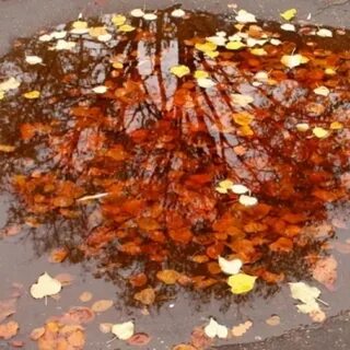 Осенний дождь из листьев