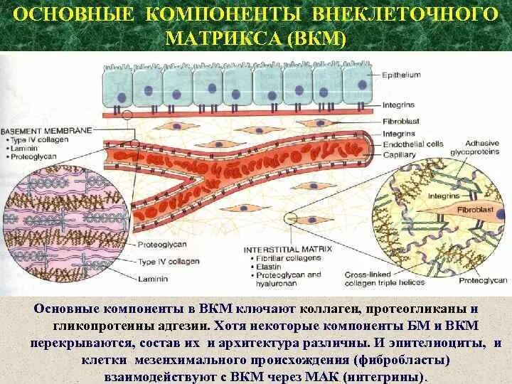 Компоненты межклеточного матрикса. Внеклеточный матрикс соединительной ткани. Компоненты внеклеточного матрикса. Внеклеточный матрикс соединительной ткани. Компонент матрикса.
