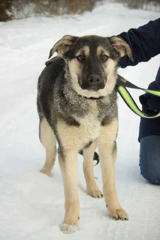 Анзо шанс г. Собаки псков. Собаки псков. Приют ласка щенки г. Собаки псков.