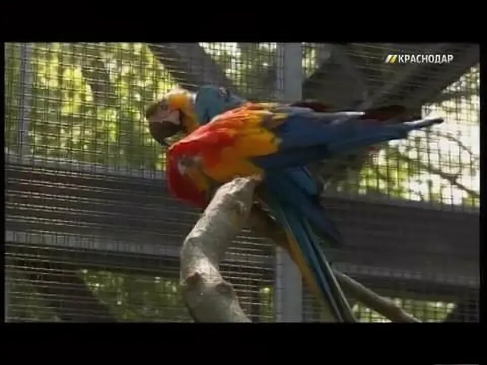 Вася попугайчик. Попуг вася. Ожереловый попугай фото. Попуг вася. Сбежавший попугай.