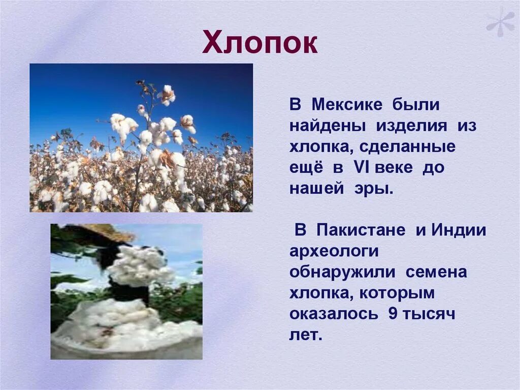 Хлопок 5 класс. Доклад про хлопок. Сообщение о хлопчатнике. Доклад про хлопок 3 класс. Хлопок доклад