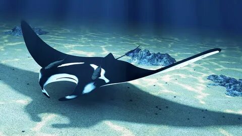 Manta ray