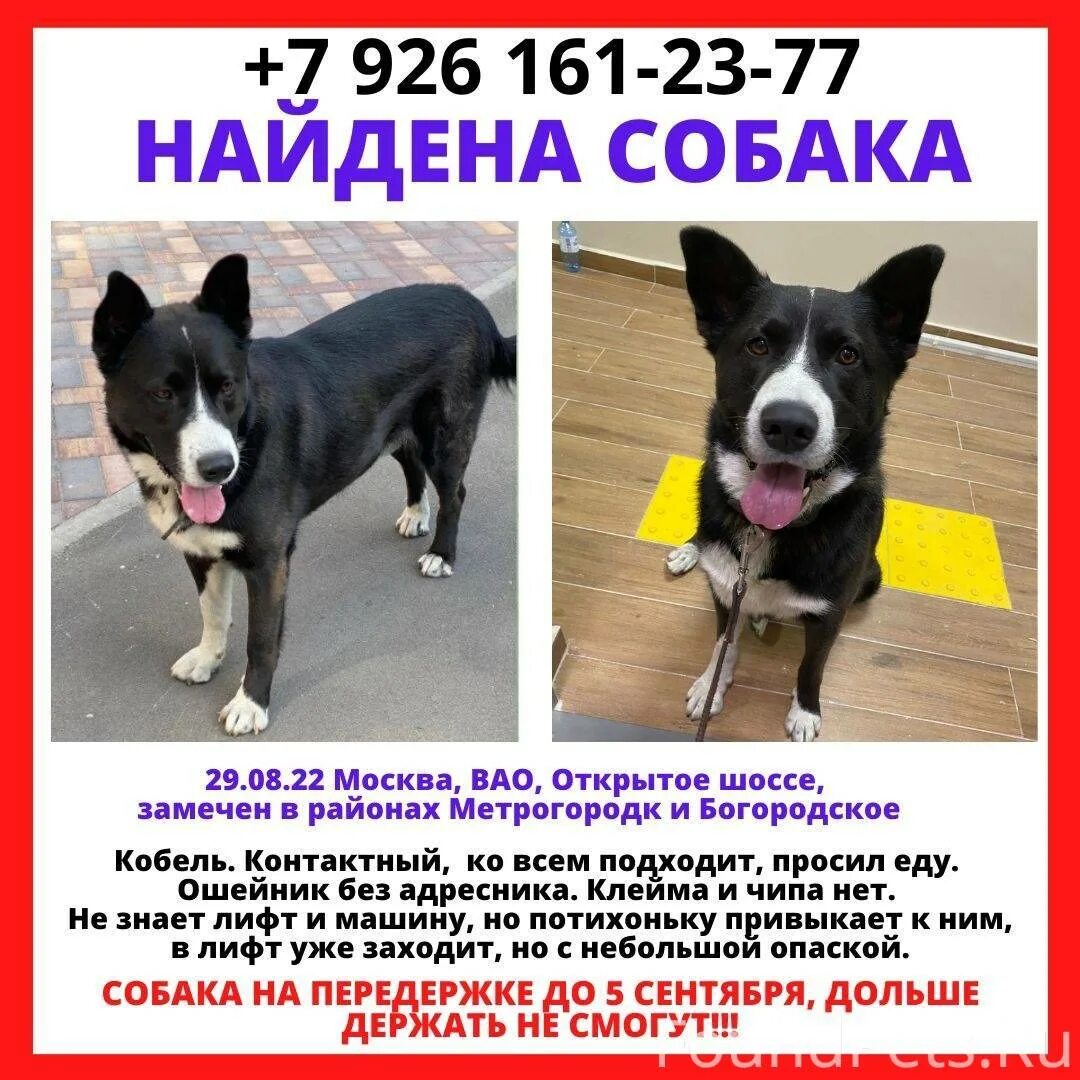 Можно ли на выборы прийти с собакой