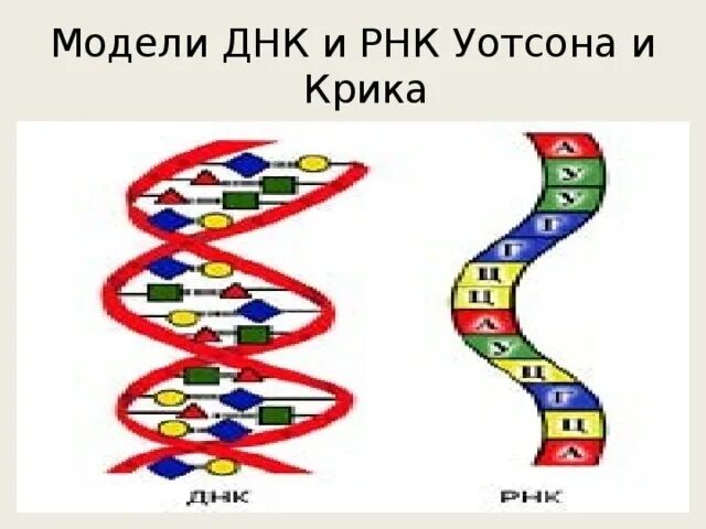 Модель структуры днк уотсона и крика. Модель структуры днк уотсона и крика