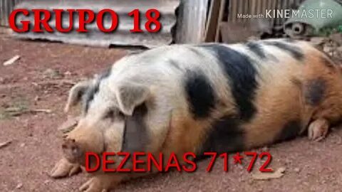 Снилась большая чистая свинья