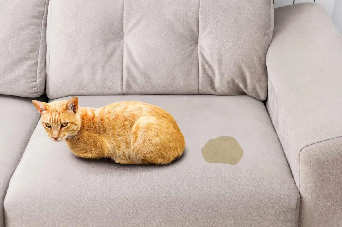 Как завязывать cat sofa