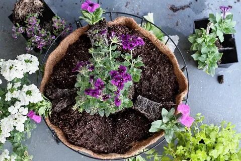 Сколько алиссума сажать в кашпо