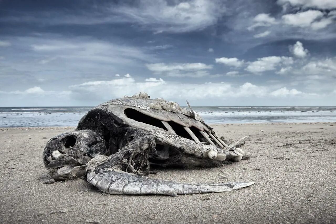 Изменение климата животные. Разрушение окружающей среды. Глобальная проблема исчезновения животных. Вымирание животных и растений. Глобальная проблема исчезновения животных.