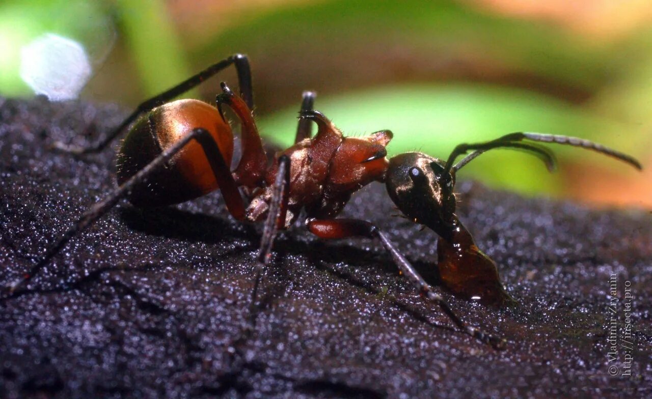 Муравьи гиганты. Муравьи polyrhachis bihamata. Ant t. Взрывчатые муравьи. Ant t.