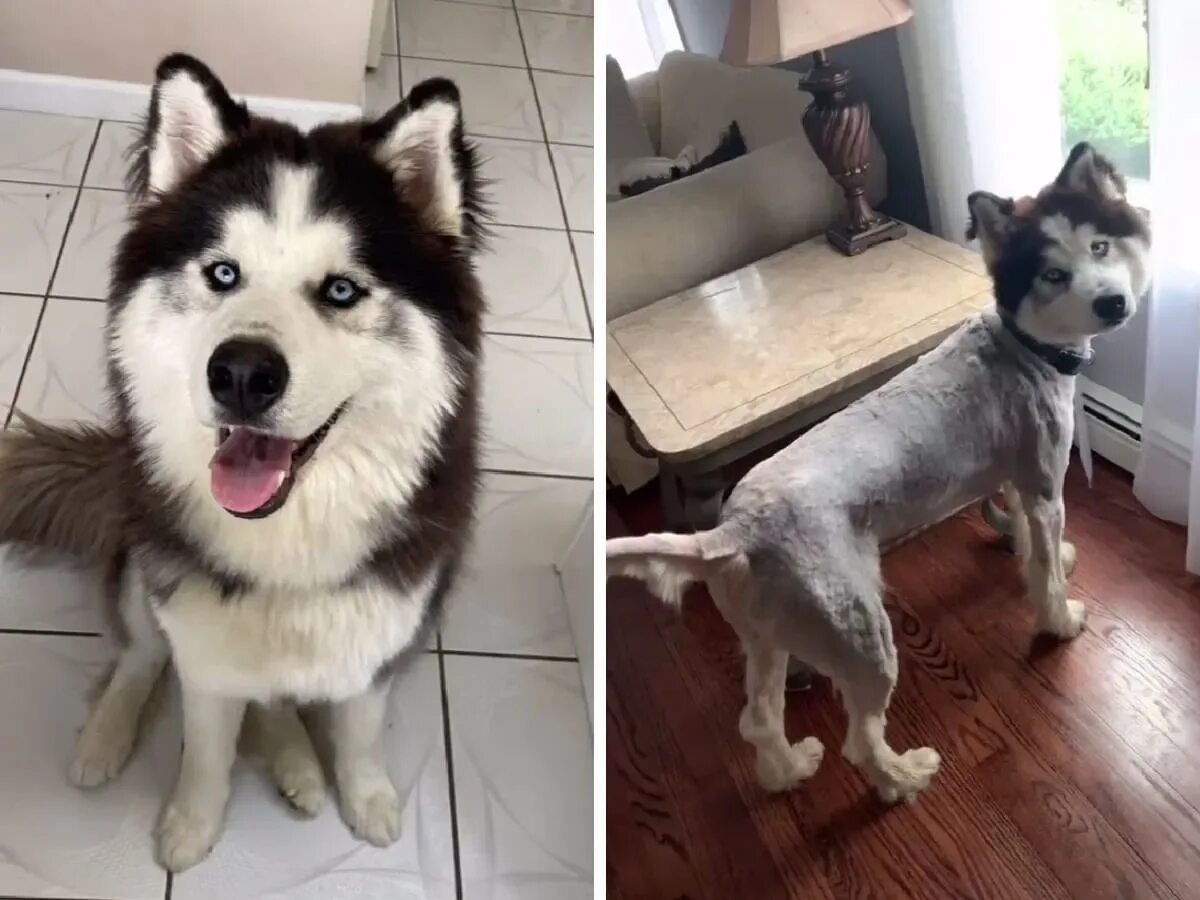 Хаски после. Щенок и взрослая собака до и после. Хаски в доме. Собаки для квартиры. Линька у хаски.