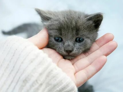 Клички серым котятам девочкам