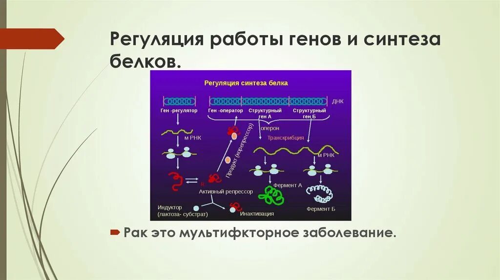 Регуляция работы генов. Регуляция работы Гена. Регуляция работы генов у бактерий. Регуляция синтеза белка у бактерий. Взаимосвязь биосинтеза белка и дыхания