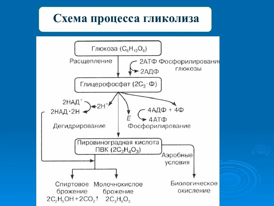 Реакция расщепления атф