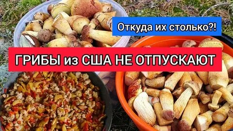Рецепт боровиков