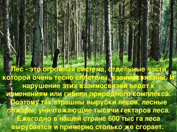 Рассказ жизнь леса. Проект на тему леса. Леса презентация 2 класс. Краткий рассказ о лесе. Лес для презентации.