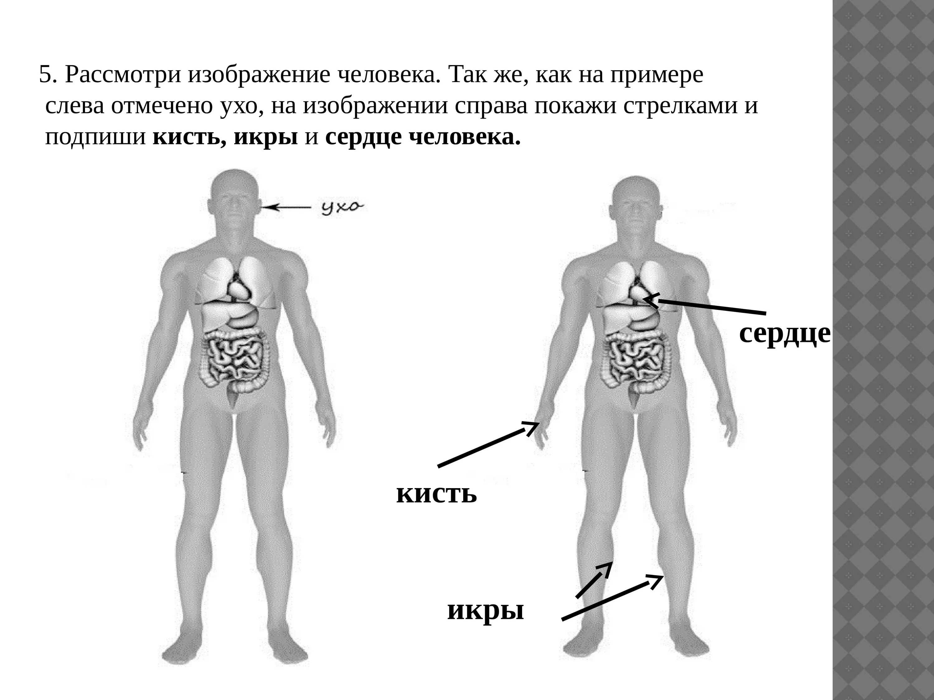 Отмечено изображение. Рассмотри изображение человека покажи стрелками и Подпиши сердце. Рассмотри изображение человека. Так же, как на примере слева отмечено. Тело человека для ВПР 4 класс по окружающему миру. Презентация ВПР окружающий мир.