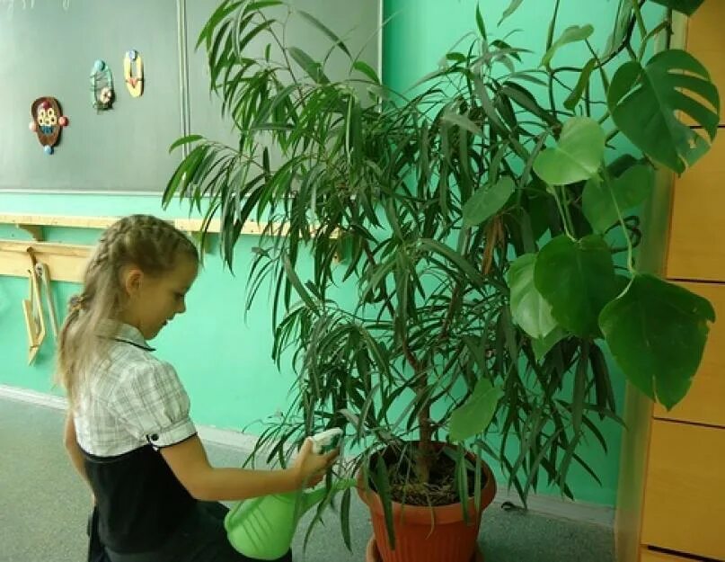 Комнатные растения в школе. Комнатные цветы в классе. комнатные цветы в школе. озеленение класса.