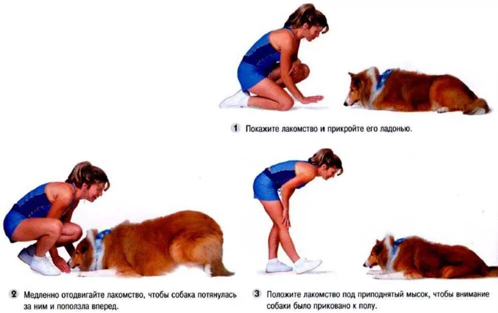 Как научить щенка приносить. Как можно научить собаку команде лежать. как научить собаку командам. команда лежать для собак. как научить собаку команде ползти.