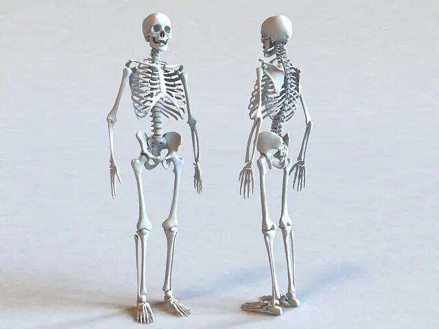 Bone 3d