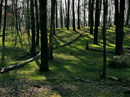 Forest land