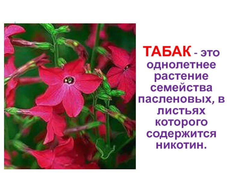 Картофель паслен клубненосный. Паслен жасминовидный. Паслен дальневосточный. Овощи семейства пасленовых перечень. Однолетние пасленовые.