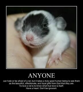 They are mice
