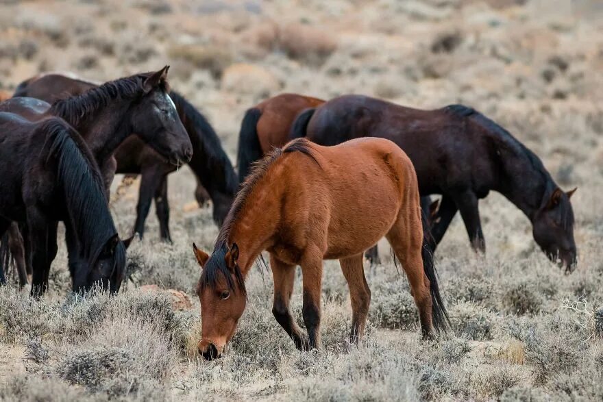 Activist Simone Netherlands is Hellbent on Saving Arizona's Salt River Wild Hors