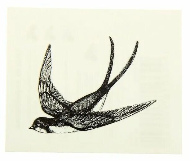 Изящную птицу ласточку называют. Ласточка эскиз. Ласточка рисунок. Ласточка стилизация.