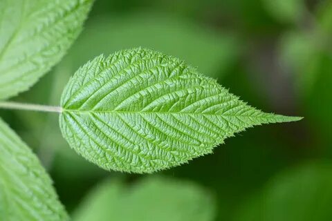 Green leaf перевод