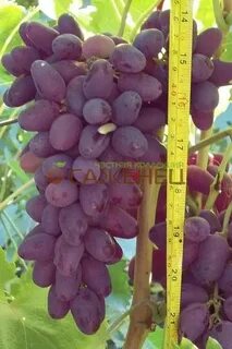 Неукрывные сорта винограда фото описание