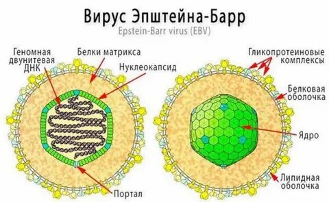 Что означает epstein barr virus