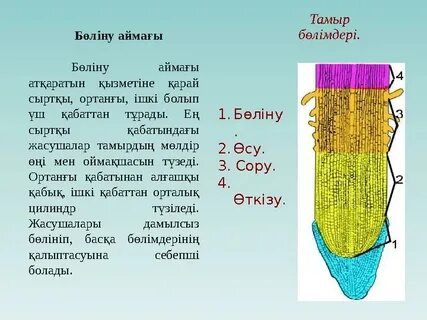 Жетілген нудист әйелдердің порно фотосуреттері