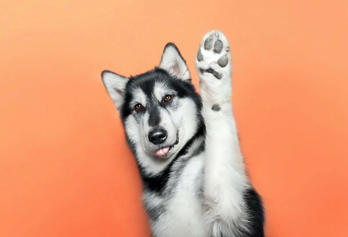 Щенок дает лапу. Собаку дрессируют. Dog raising. Собака дает лапу. Dog raising.