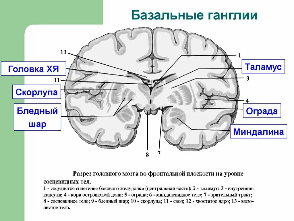 Базальные ганглии мозга. Строение головного мозга базальные ганглии. Горизонтальный срез головного мозга базальные ядра. Строение базальных ядер головного мозга. Конечный мозг базальные ганглии строение.