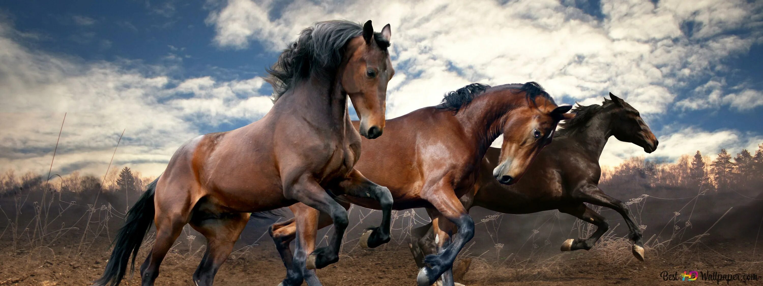 Сбежавшая земля 2. Красивые лошади. Лошадь бежит. Бегущие коричневые лошади. Две лошади.
