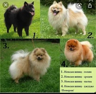 Фото шпица размеры