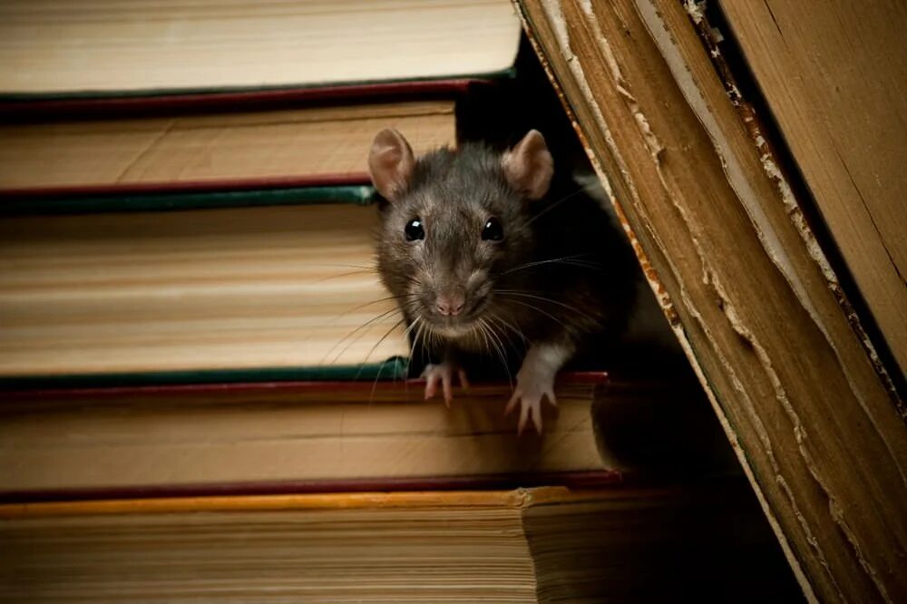 Время мышах. Крыса. Домик мышки. Мышь квартирная. Умная крыса.