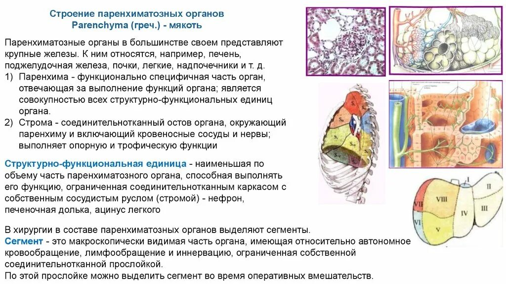 Общее строение паренхиматозных органов. Строение паренхиматозных органов. строение паренхиматозного органа анатомия. функции паренхиматозных органов. структурно функциональные единицы паренхиматозных органов.
