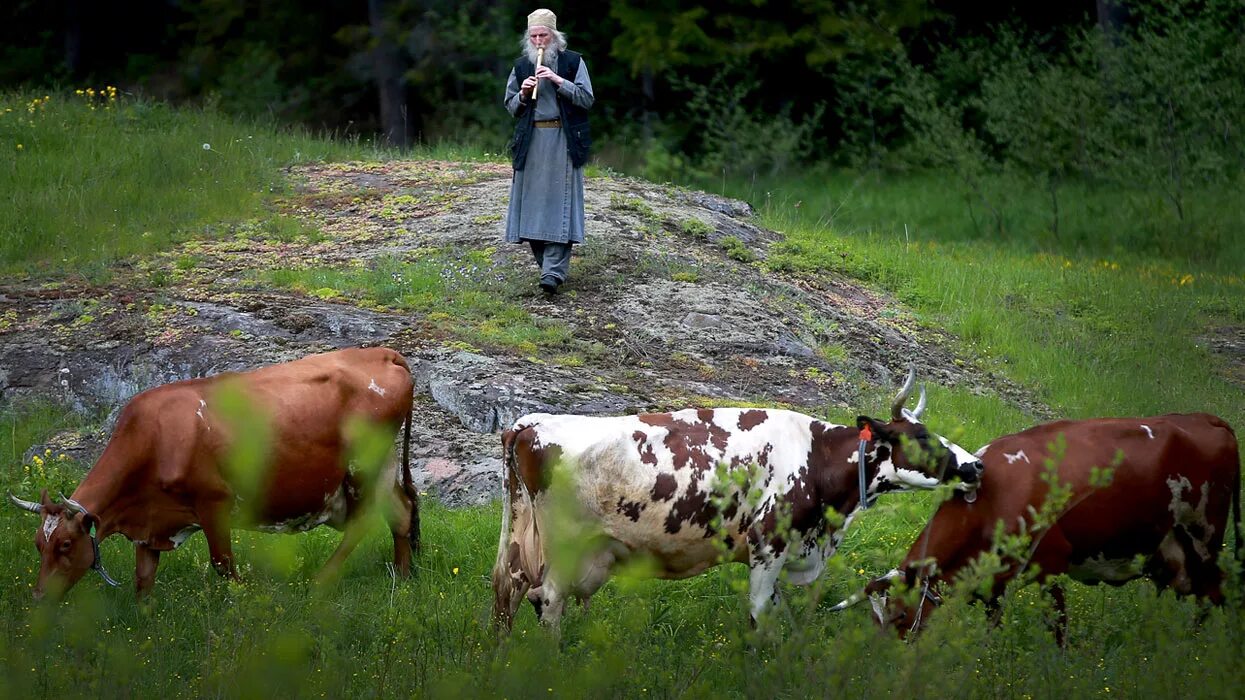 Пастух гонит стадо. Пастух коров. Пасти коров. Пастух пасет коров. Стадо коров в деревне.