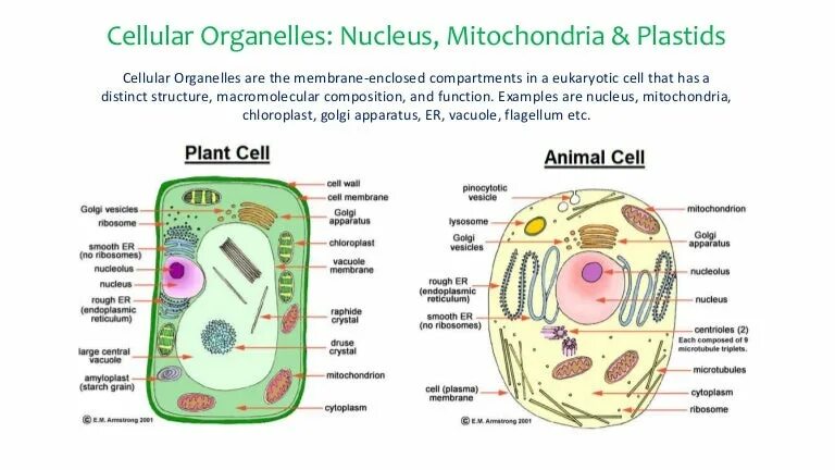 Different cells
