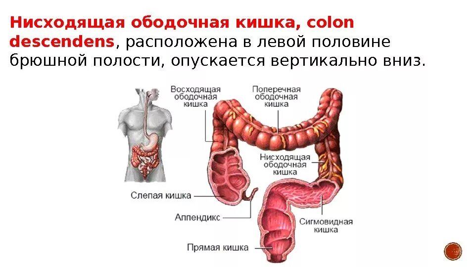 Верхняя часть толстая. Поперечный отдел ободочной кишки. Ободочная кишка анатомия отделы. Поперечная ободочная кишка строение. Поперечная ободочная кишка расположение.