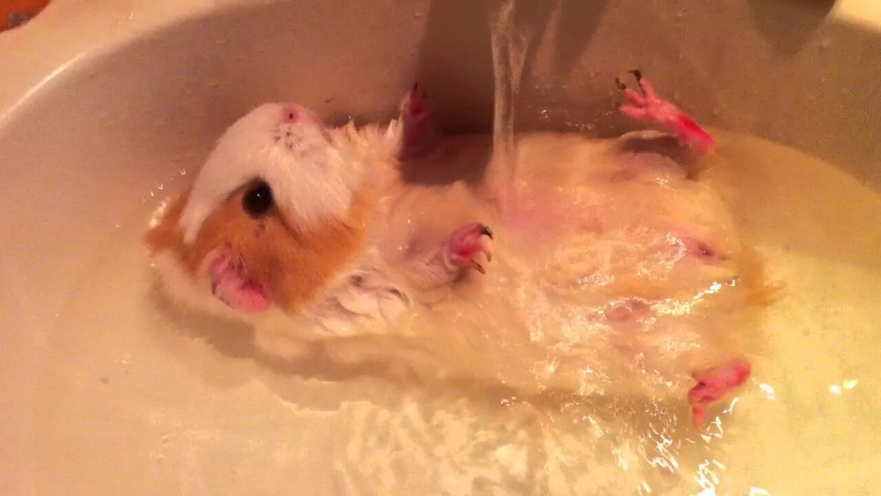 Мышь в воде. Ванна для хомяка. Свинья в ванне. Купание морской свинки. Купание хомяка.