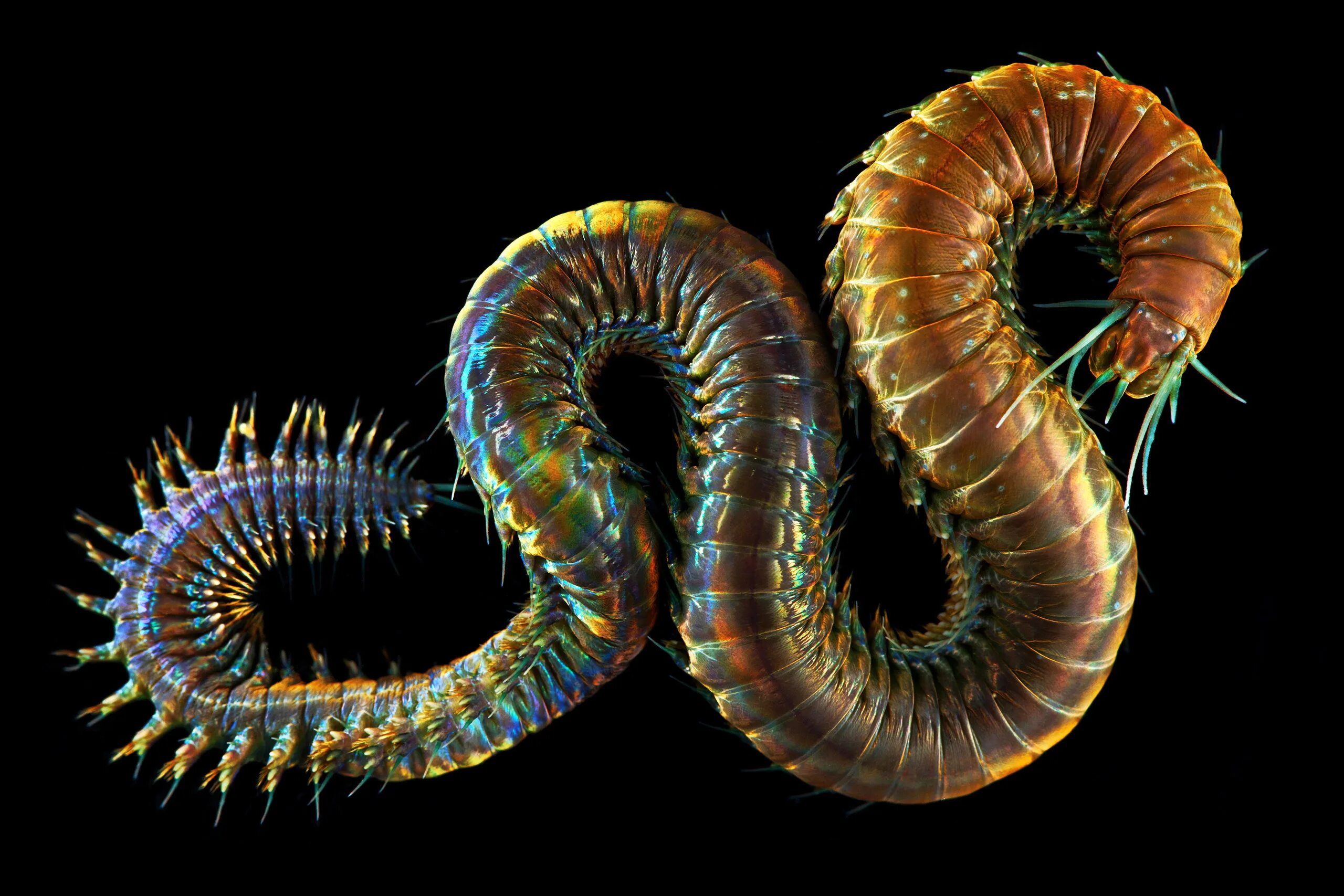 Древний кольчатый червь. Морские многощетинковые черви. Многощетинковые морские черви полихеты. Морские многощетинковые кольчатые черви. Многощетинковый червь Нереида.