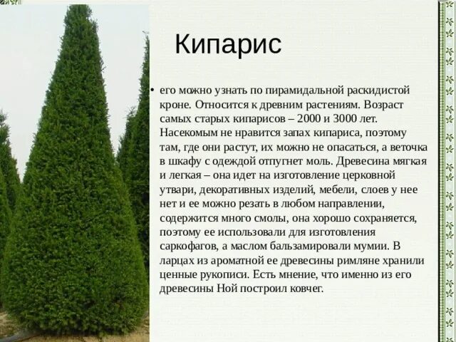 Почему можжевельник относится к высшим семенным растениям. Почему можжевельник относится к высшим семенным растениям