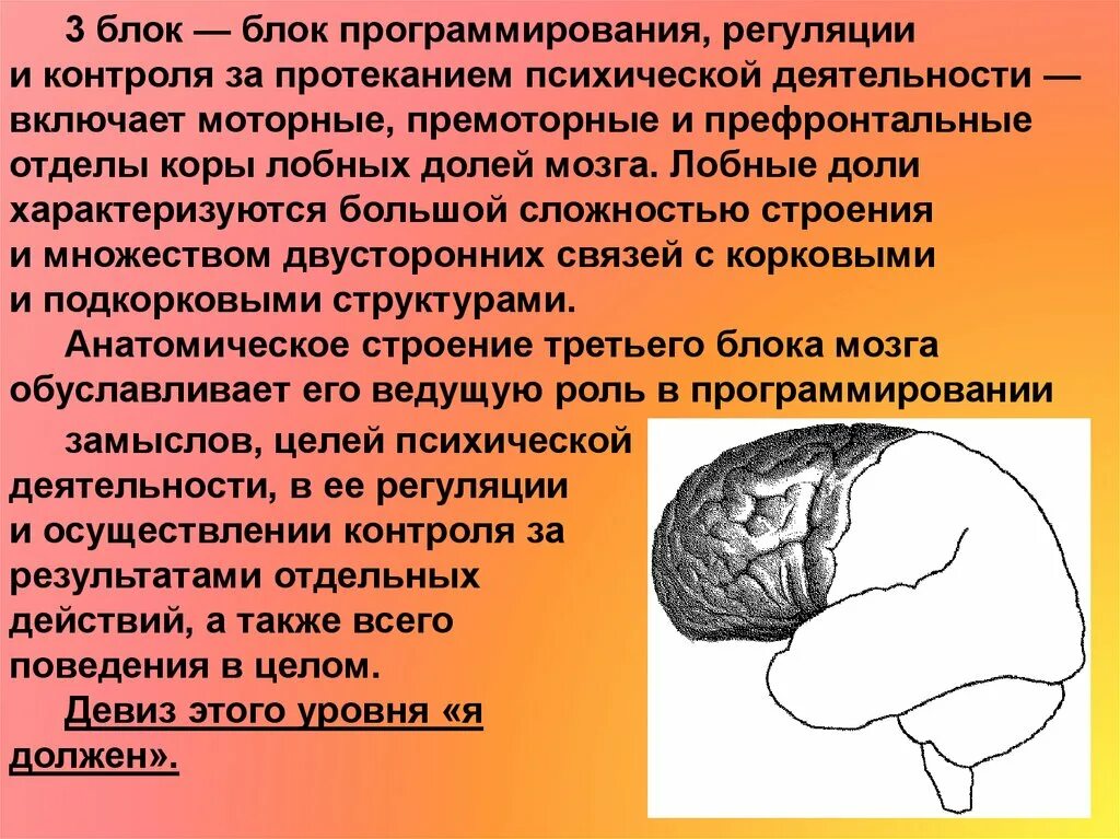 Блок программирования регуляции и контроля деятельности. Блок регуляции и контроля. блок программирования регуляции и контроля. лобные доли мозга и регуляция психической деятельности человека. блок мозга блок программирования и контроля.