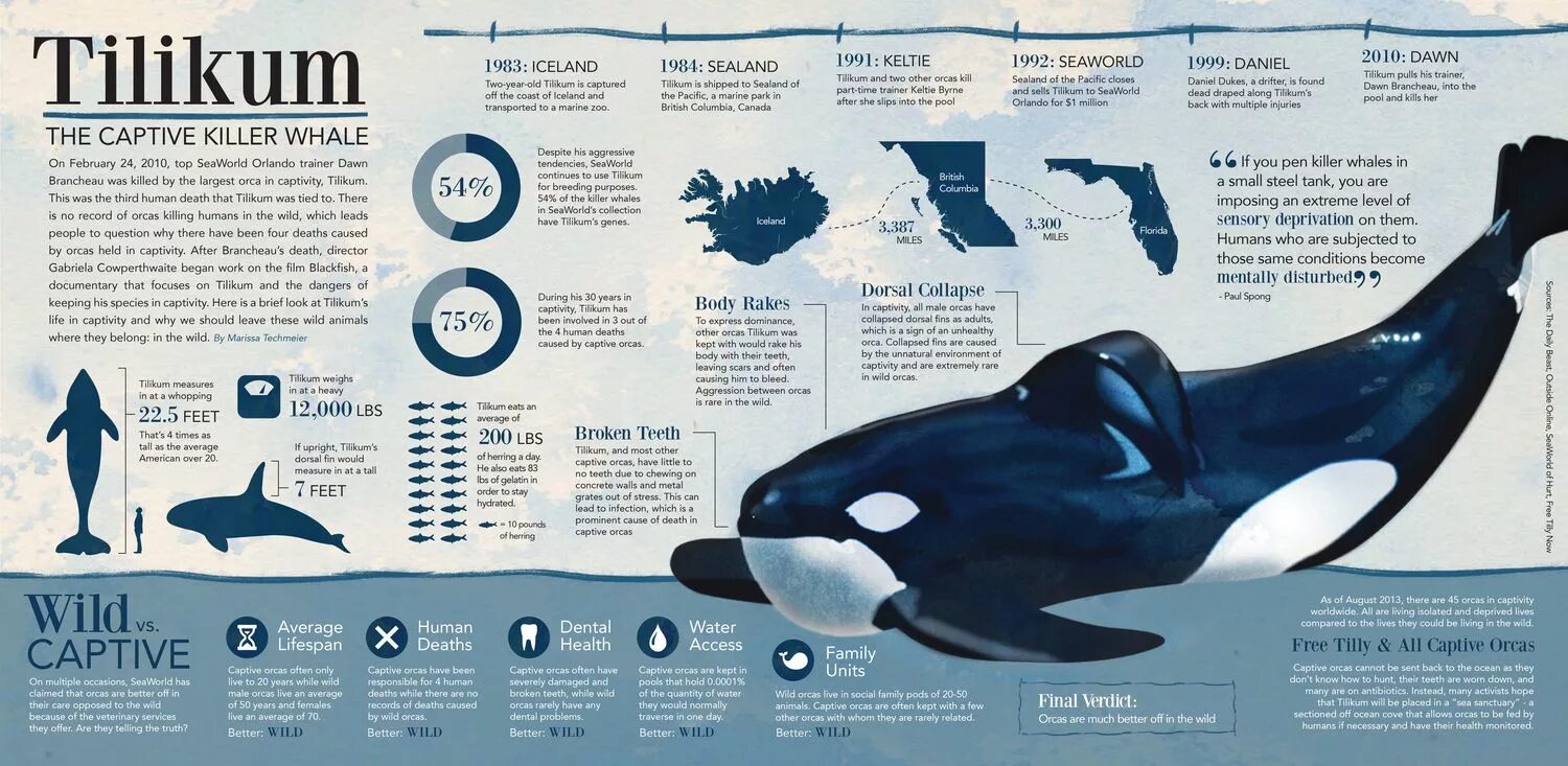 Киты в майнкрафте мод. Кит убийца в майнкрафте. National geographic инфографика. Карты мод кит. Карты мод кит.